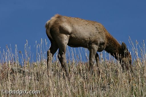 An elk in Yellowstone Park