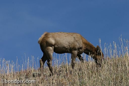 An elk in Yellowstone Park