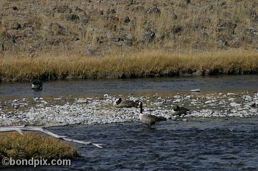 Geese in Yellowstone Park