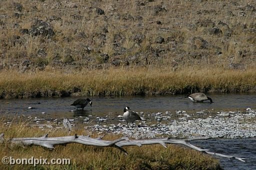 Geese in Yellowstone Park