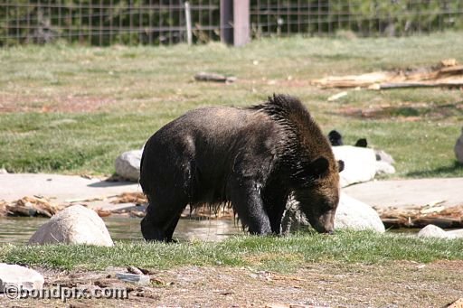 Grizzly Bears at the Grizzly Discovery Center in West Yellowstone