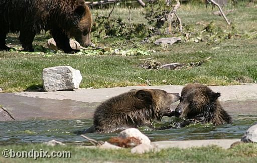 Grizzly Bears at the Grizzly Discovery Center in West Yellowstone