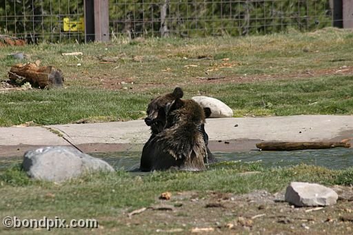 Grizzly Bears at the Grizzly Discovery Center in West Yellowstone