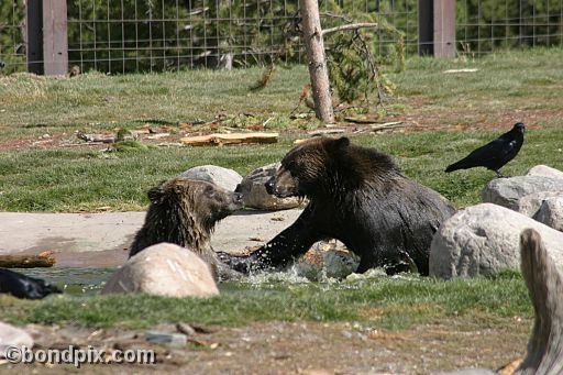 Grizzly Bears at the Grizzly Discovery Center in West Yellowstone