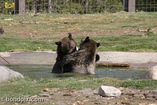 Grizzly Bears at the Grizzly Discovery Center in West Yellowstone