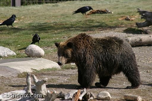 Grizzly Bears at the Grizzly Discovery Center in West Yellowstone