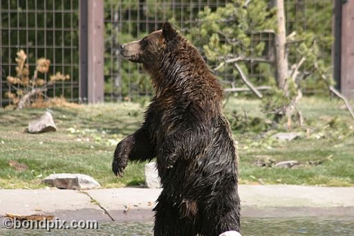 Grizzly Bears at the Grizzly Discovery Center in West Yellowstone