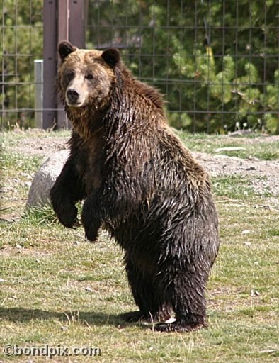 Grizzly Bears at the Grizzly Discovery Center in West Yellowstone