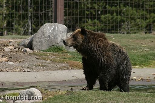 Grizzly Bears at the Grizzly Discovery Center in West Yellowstone