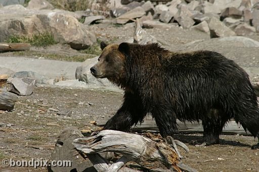 Grizzly Bears at the Grizzly Discovery Center in West Yellowstone