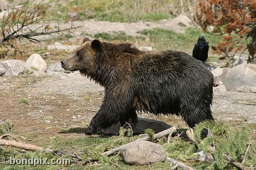 Grizzly Bears at the Grizzly Discovery Center in West Yellowstone