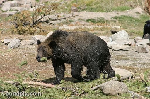 Grizzly Bears at the Grizzly Discovery Center in West Yellowstone