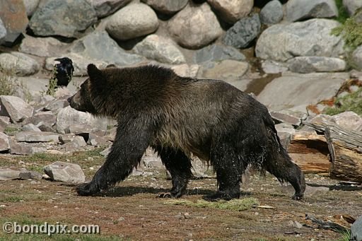 Grizzly Bears at the Grizzly Discovery Center in West Yellowstone