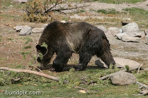 Grizzly Bears at the Grizzly Discovery Center in West Yellowstone