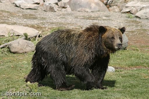 Grizzly Bears at the Grizzly Discovery Center in West Yellowstone