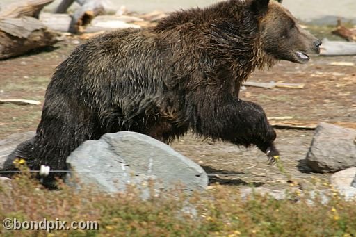 Grizzly Bears at the Grizzly Discovery Center in West Yellowstone