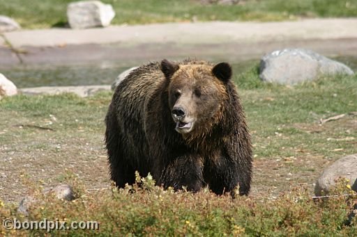 Grizzly Bears at the Grizzly Discovery Center in West Yellowstone