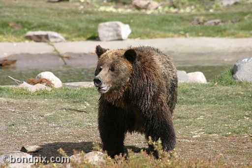 Grizzly Bears at the Grizzly Discovery Center in West Yellowstone