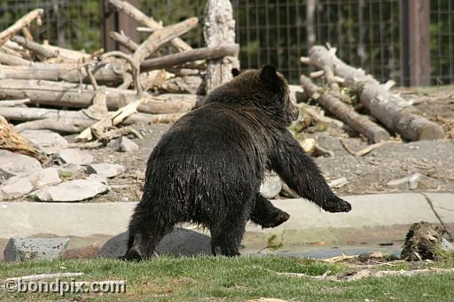 Grizzly Bears at the Grizzly Discovery Center in West Yellowstone