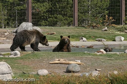 Grizzly Bears at the Grizzly Discovery Center in West Yellowstone