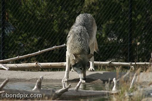 Gray Wolf at Grizzly Discovery Center, West Yellowstone 