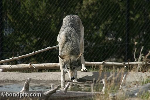 Gray Wolf at Grizzly Discovery Center, West Yellowstone 