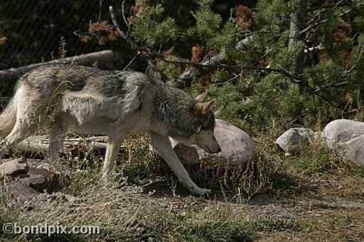 Gray Wolf at Grizzly Discovery Center, West Yellowstone 