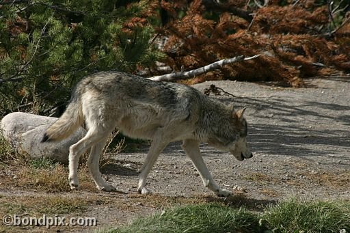 Gray Wolf at Grizzly Discovery Center, West Yellowstone 