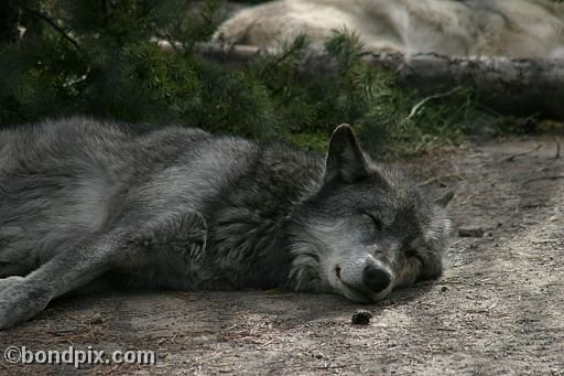 Gray Wolf at Grizzly Discovery Center, West Yellowstone 