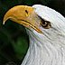 Bald Eagle close up image
