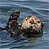 Sea Otter waving image