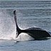 Humpback Whale fluke image
