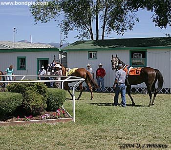 Horses in the paddock area at the Missoula Racetrack