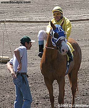 Winning horse This Snow Is Gold with jockey Shannon Wippert