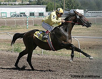 Paddy Swazzie wins with Carl Herbert the jockey