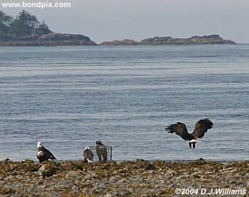 bald eagles on the sea shore