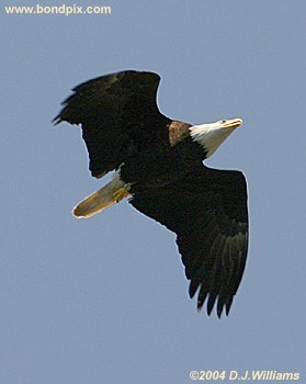 bald eagle in flight