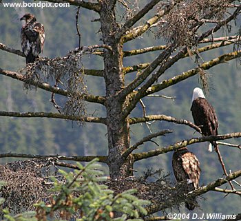 bald eagles in a tree