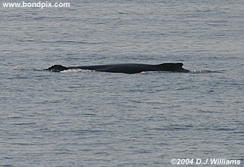 humpback whale in alaska