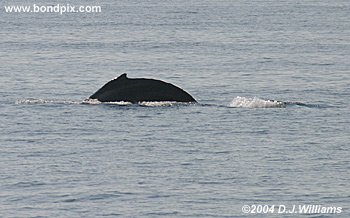 humpback whale about to fluke