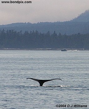 humpback whale fluking