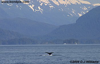 humpback wahle off the coast of alaska