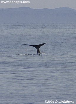 humpback whale