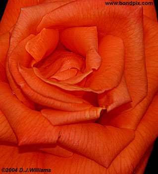 orange rose