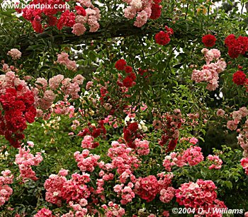 pink and red rose bushes