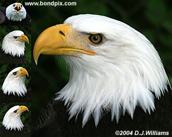 Bald Eagles print