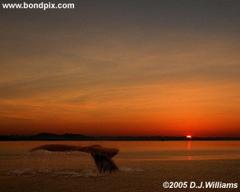 Humpback Whale sunset print