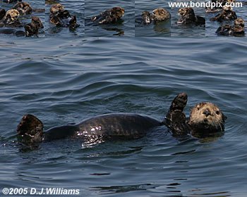 Sea Otters print